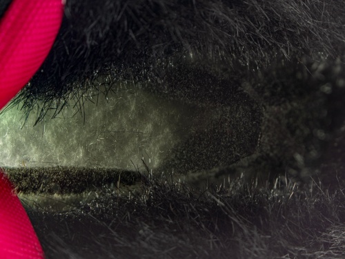 Сапоги BOATILUS для девочки, розовые фото 8